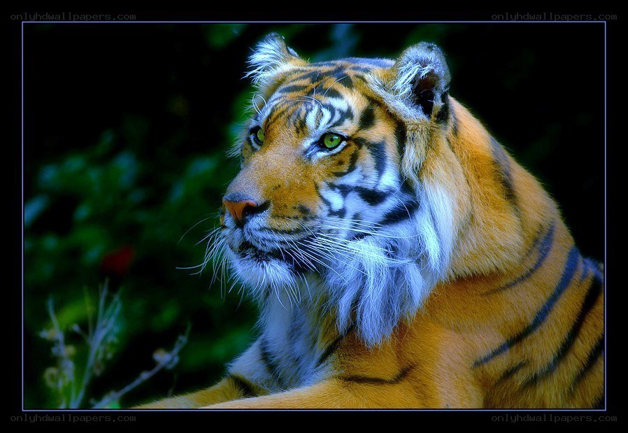 tiger in the forest