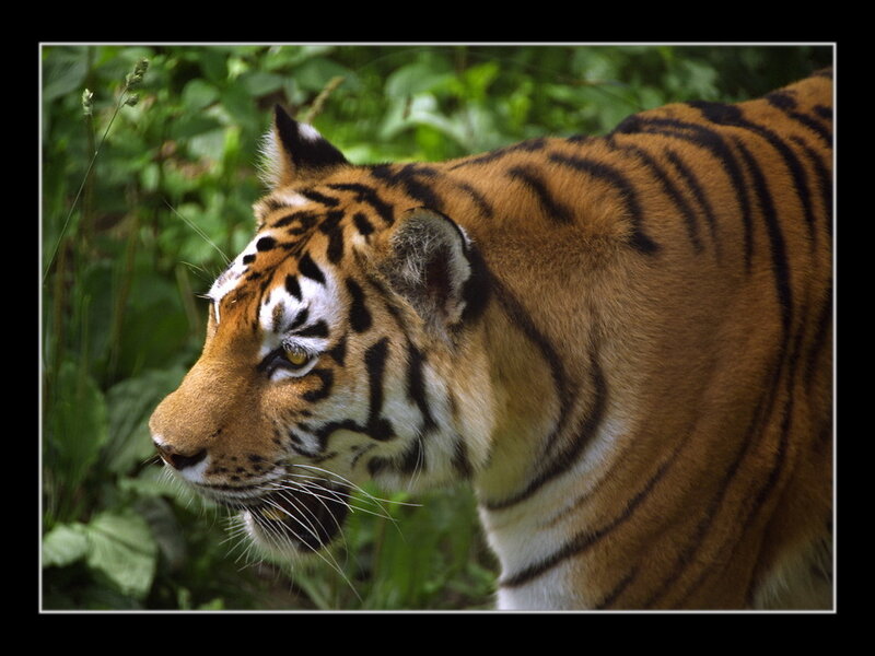 Tiger in the forest