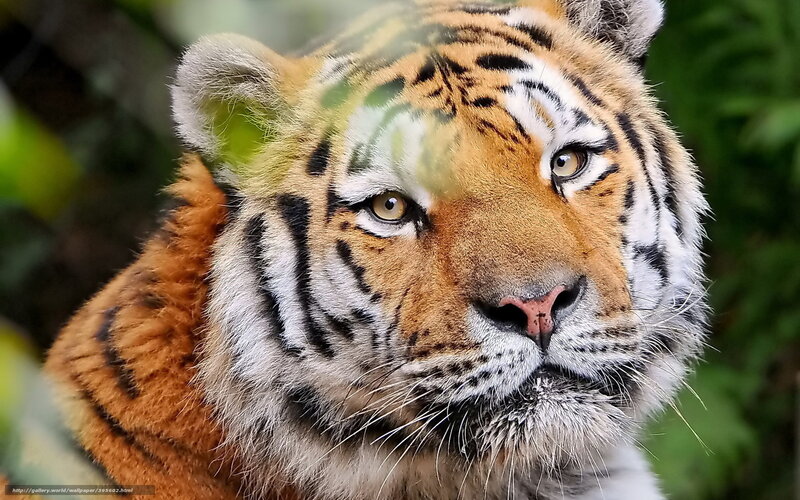 tiger in the forest