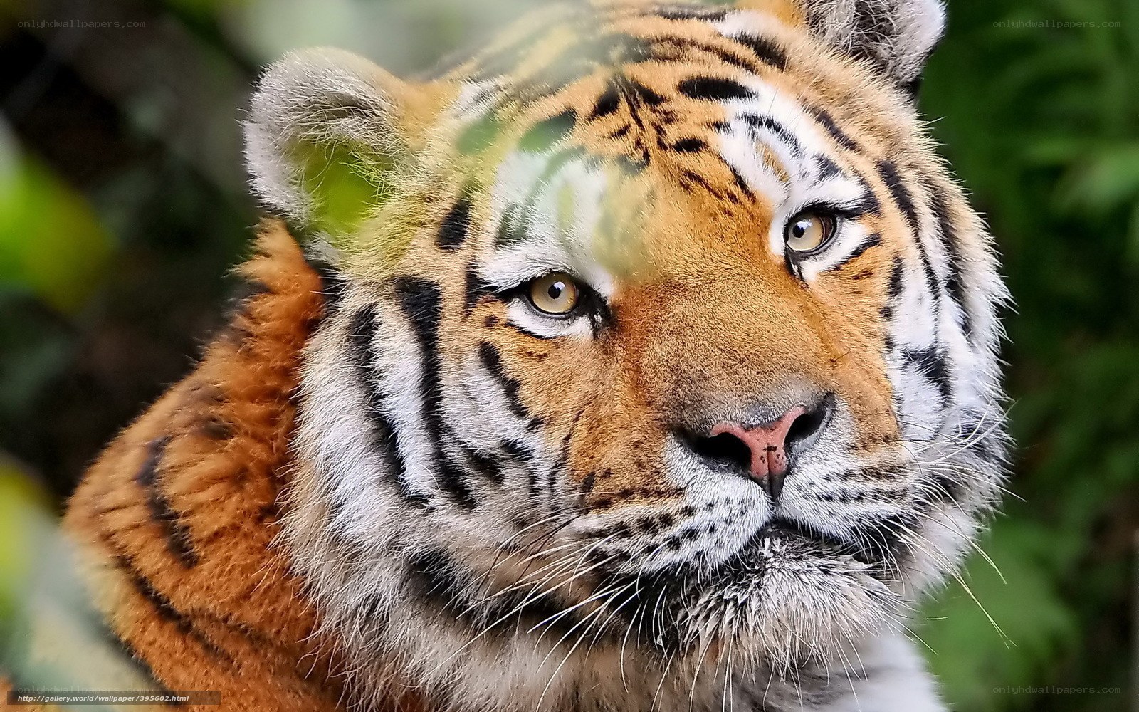 tiger in the forest