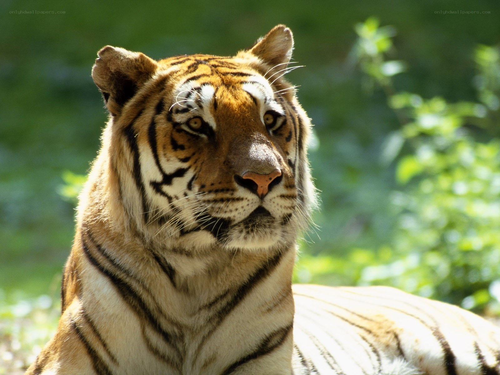 tiger in the forest