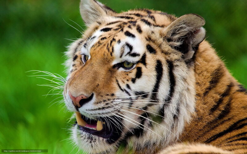 tiger in the grass