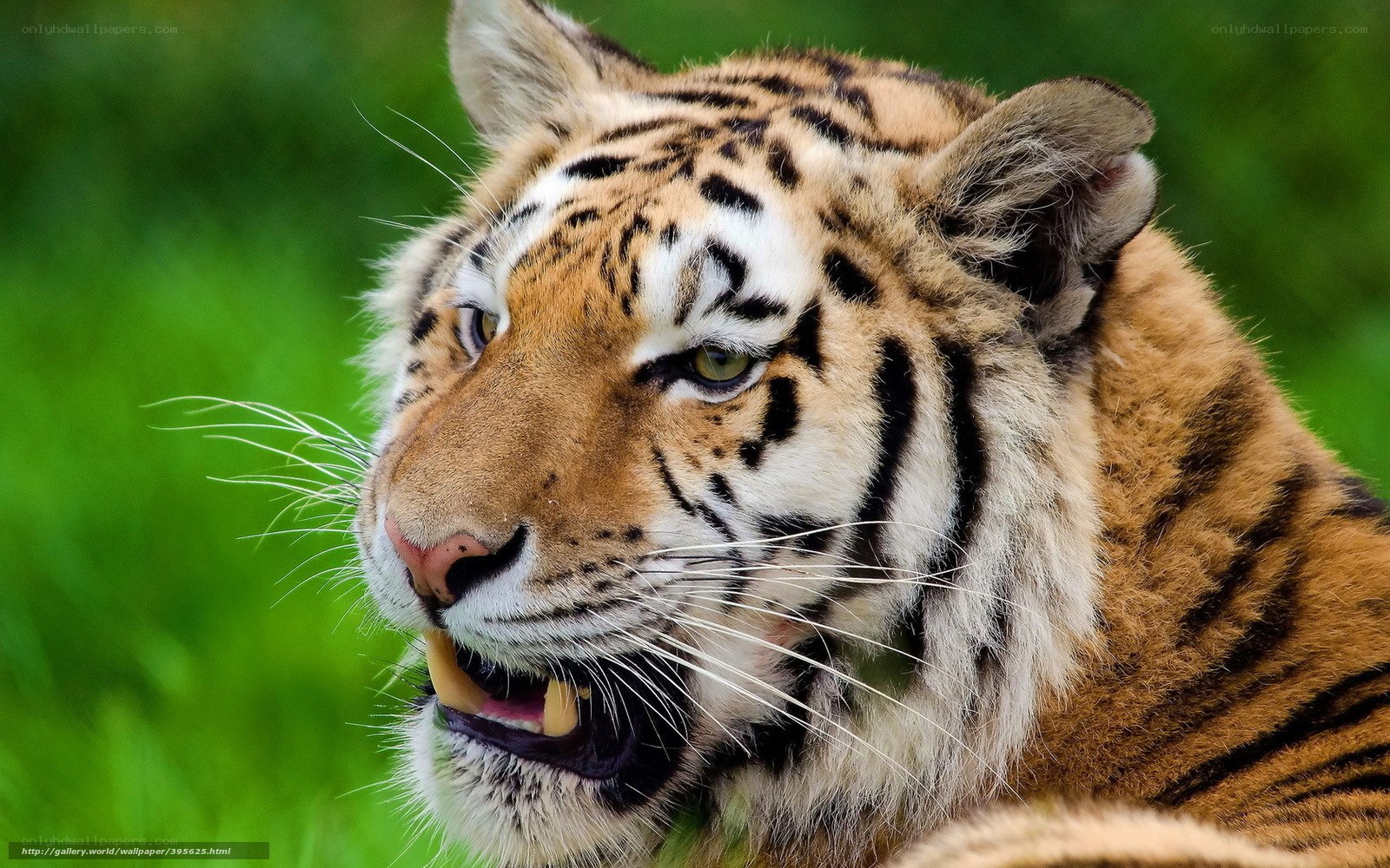 tiger in the grass