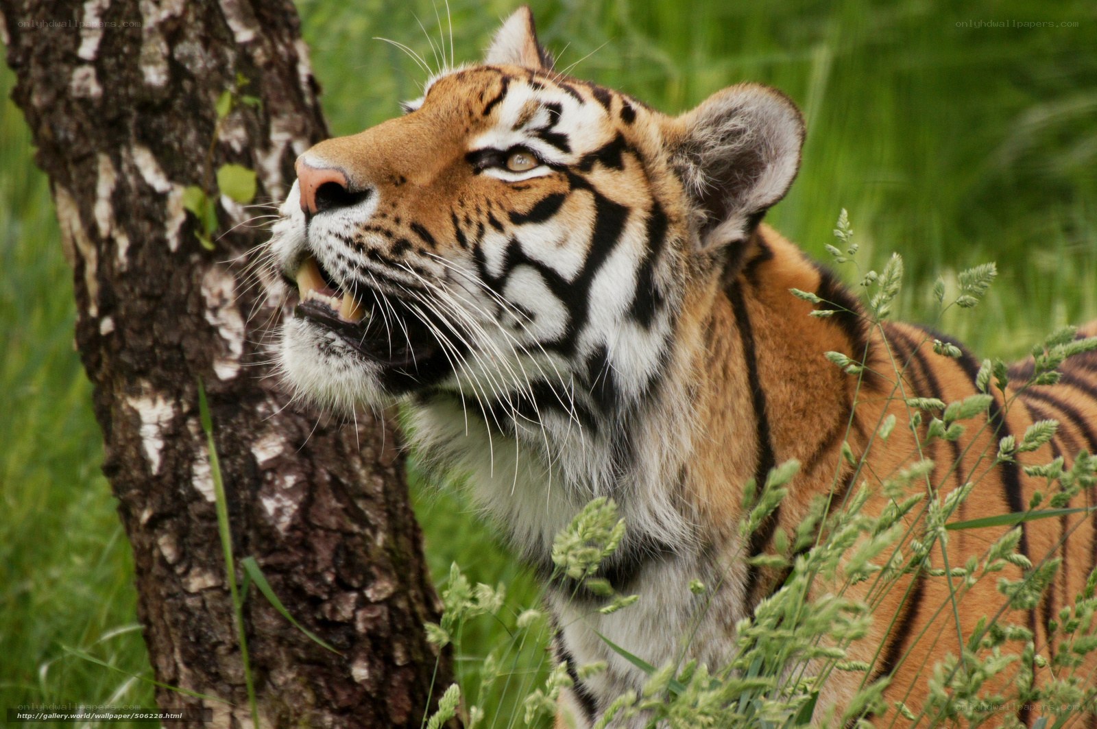 tiger in the grass