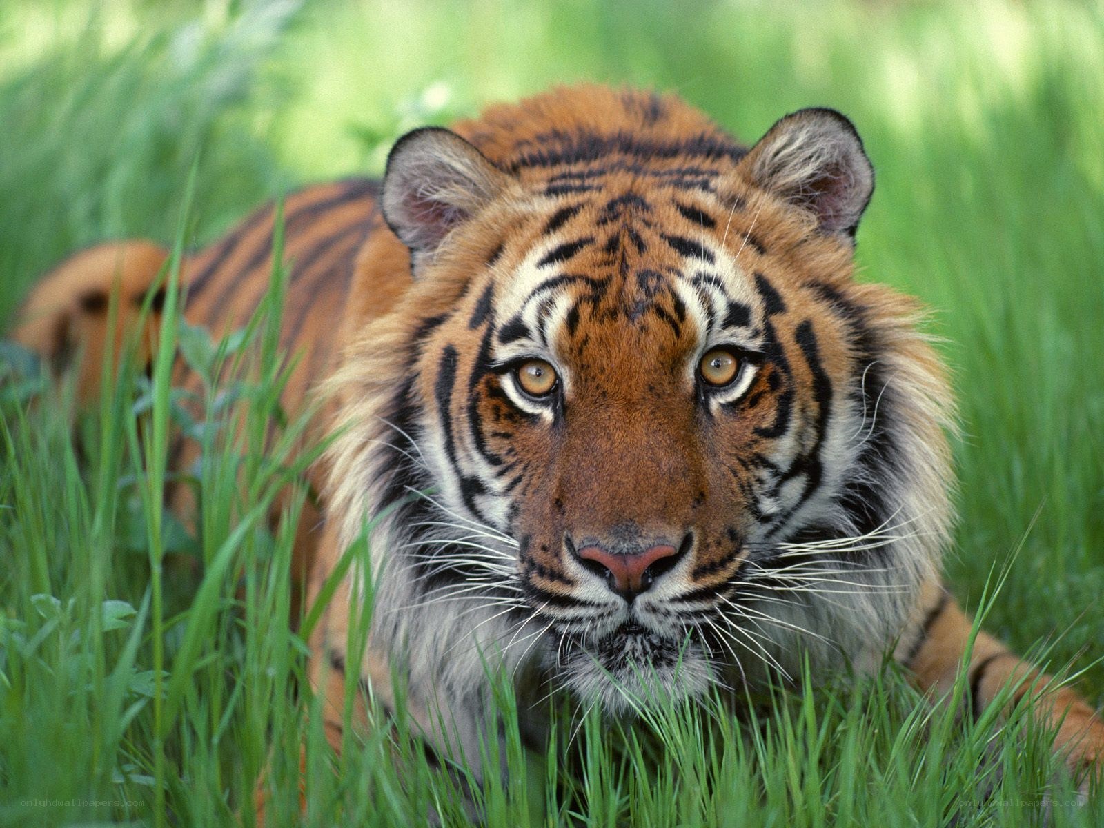 tiger in the grass