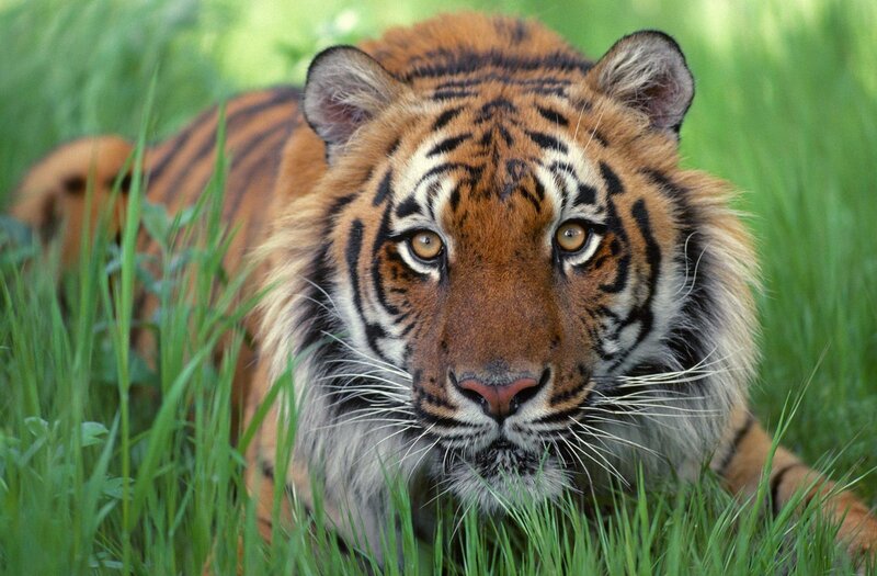 tiger in the grass