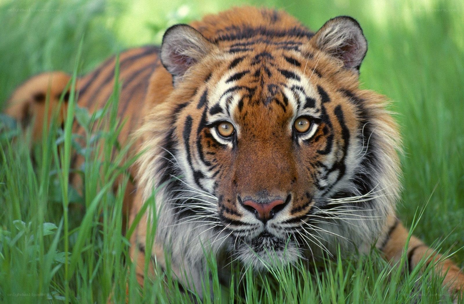 tiger in the grass