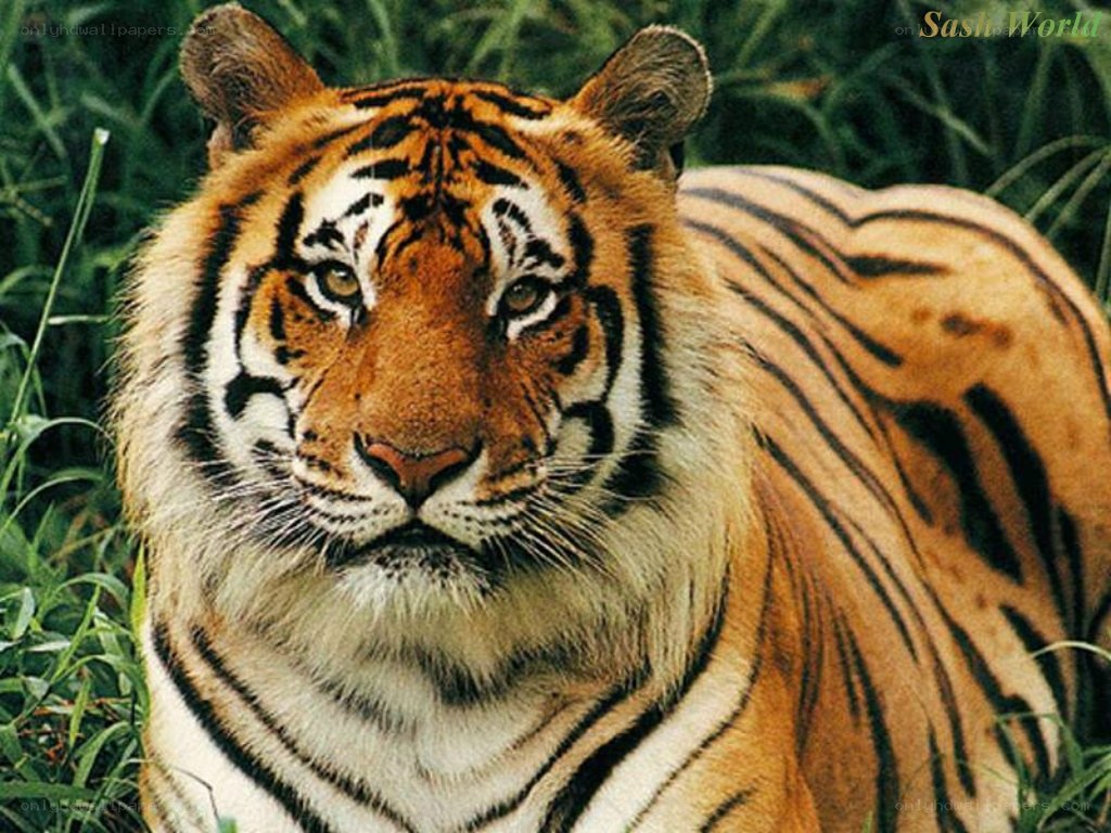 tiger in the grass