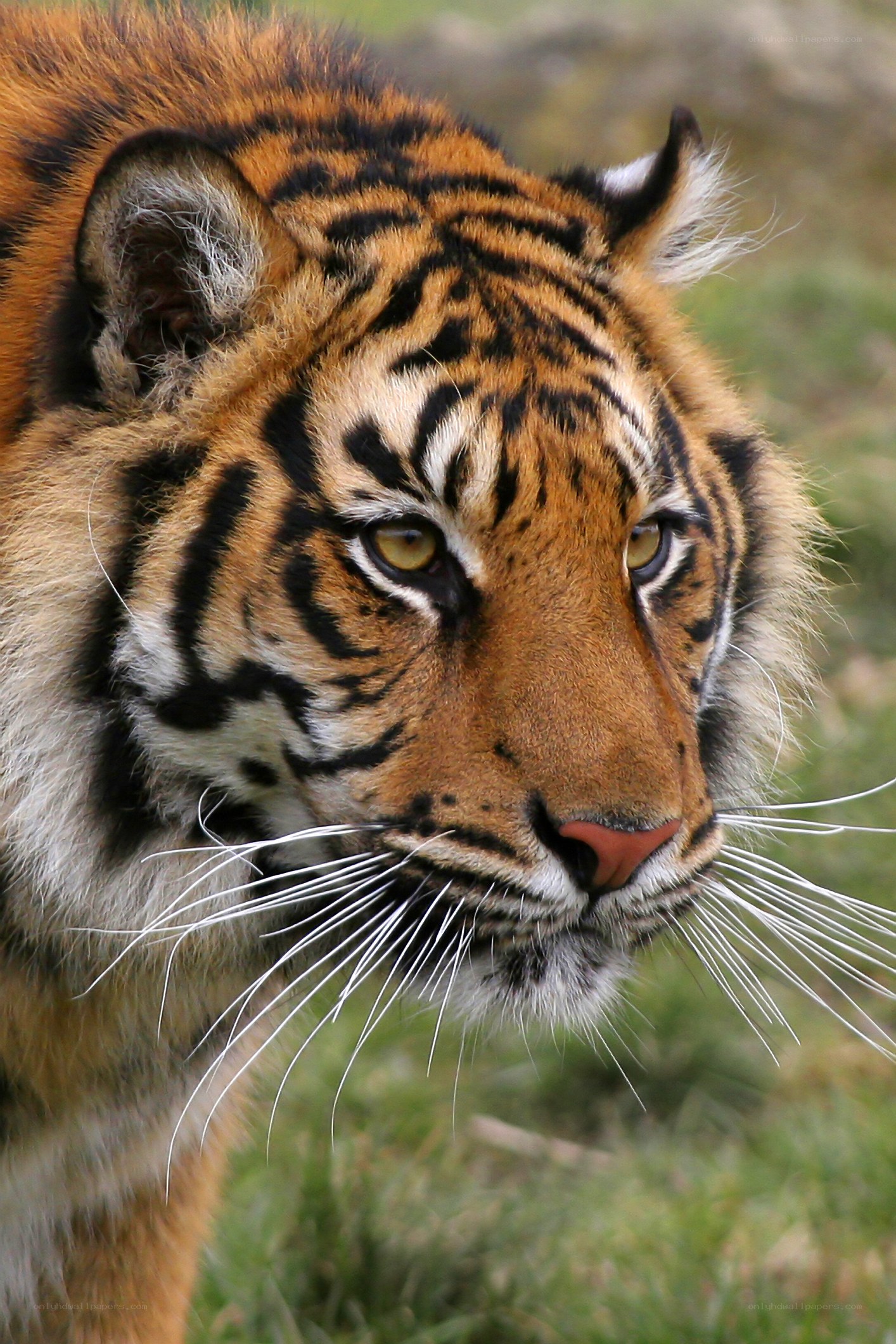 tiger in the grass