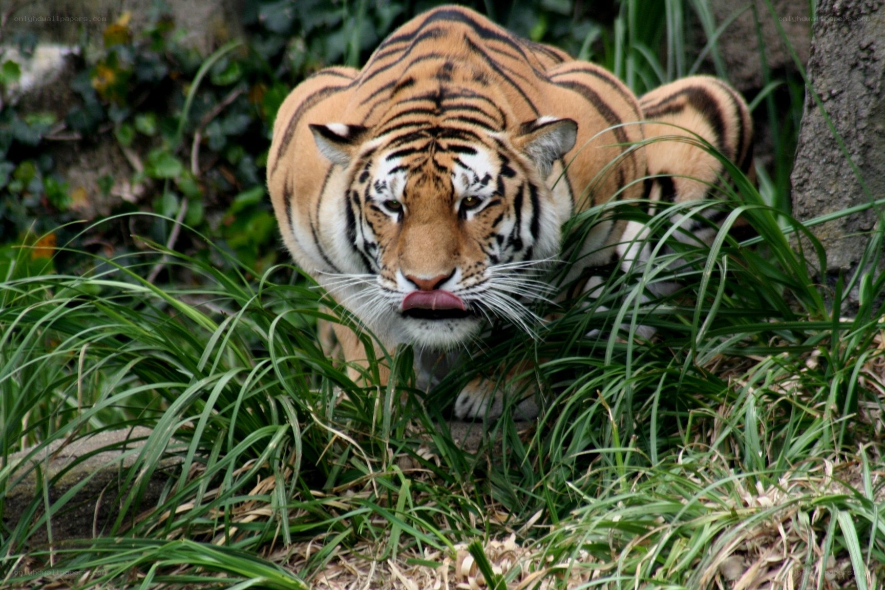 tiger in the grass