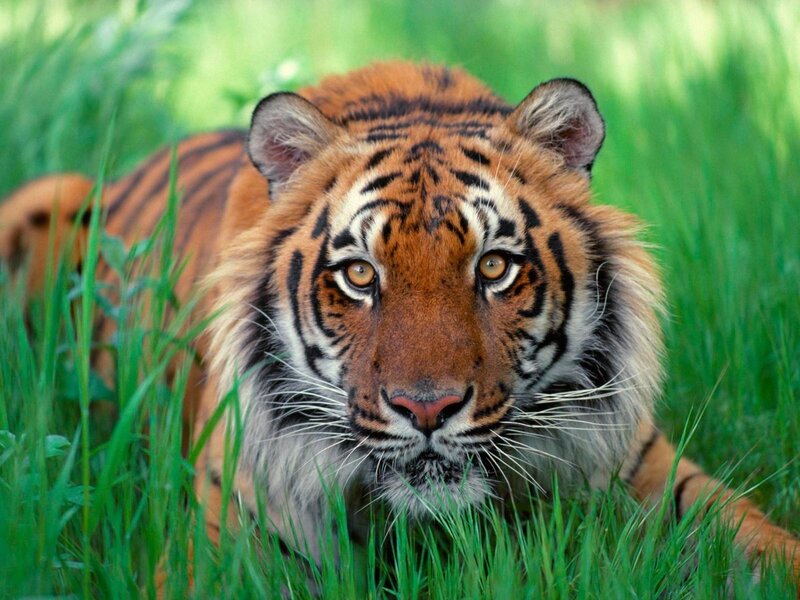 Tiger in the grass