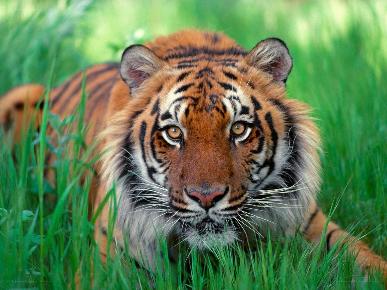 Tiger in the grass