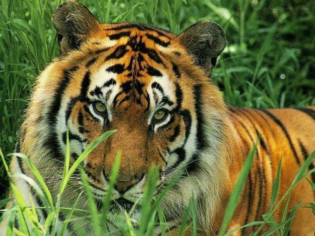 Tiger in the grass