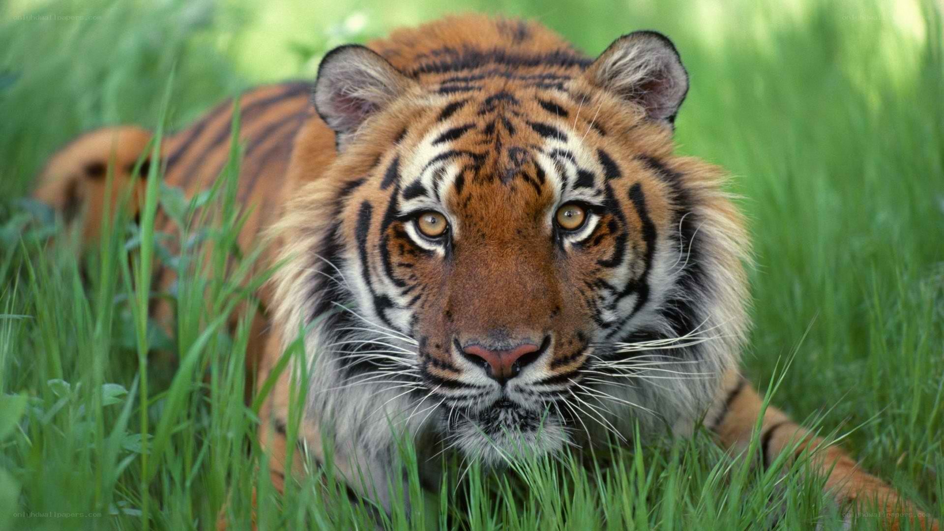 Tiger in the grass
