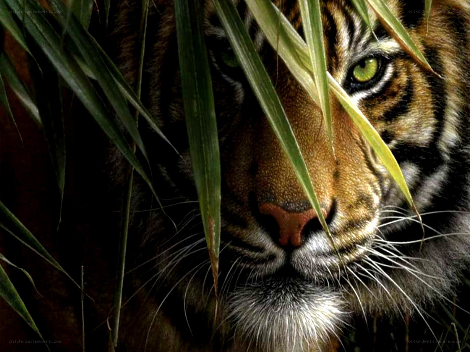 tiger in the grass