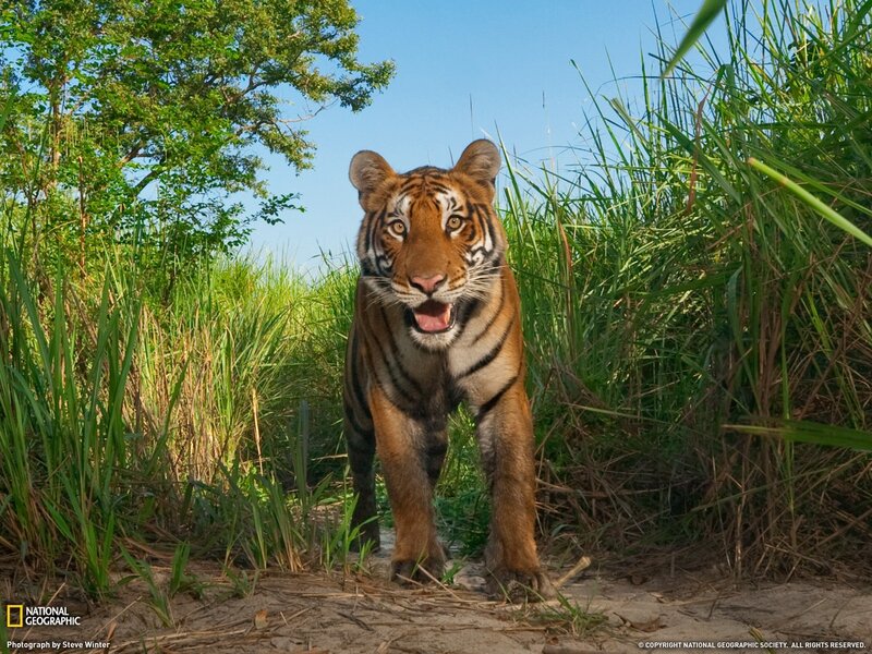 Tiger in the grass