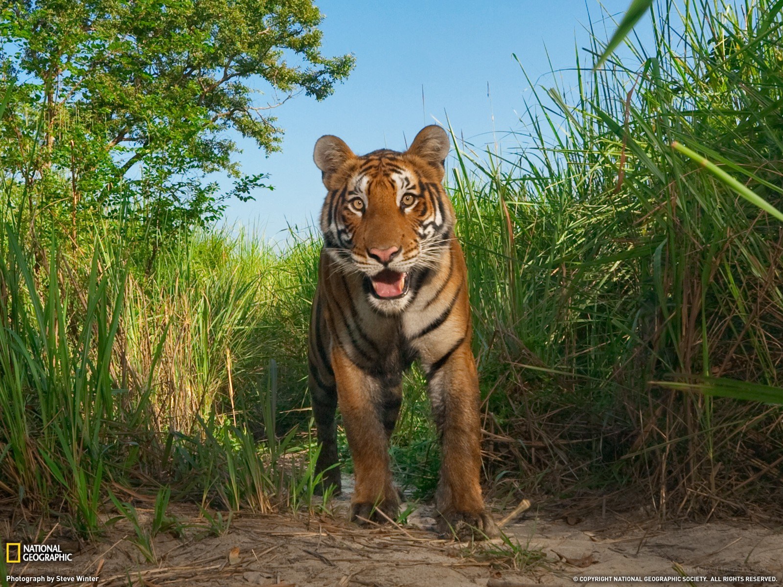 Tiger in the grass