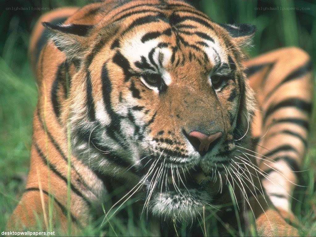 tiger in the grass