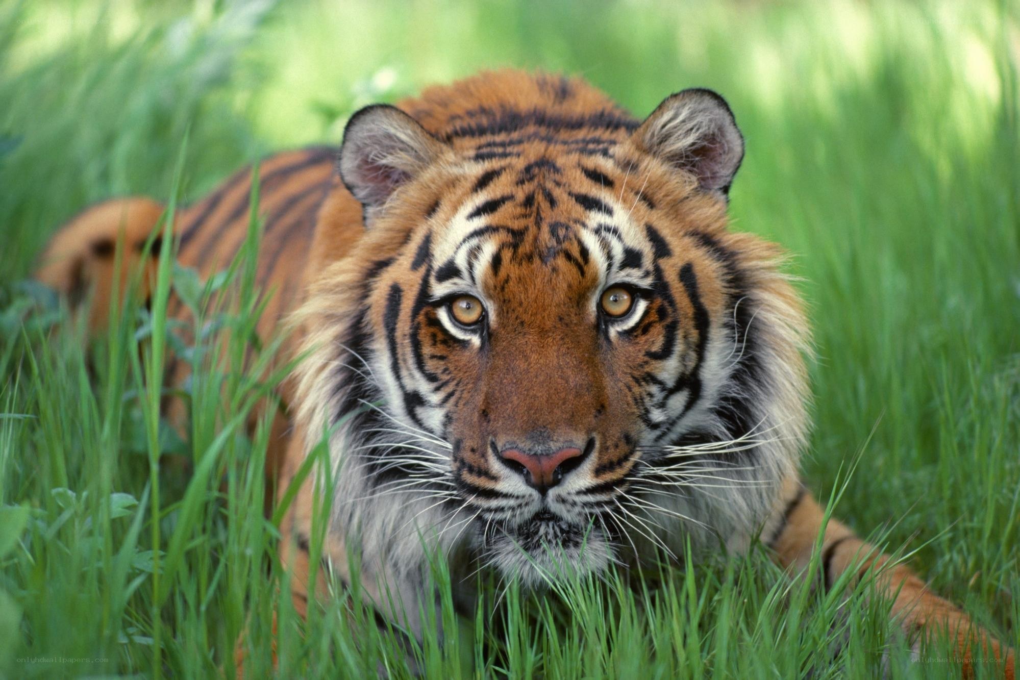 Tiger in the grass