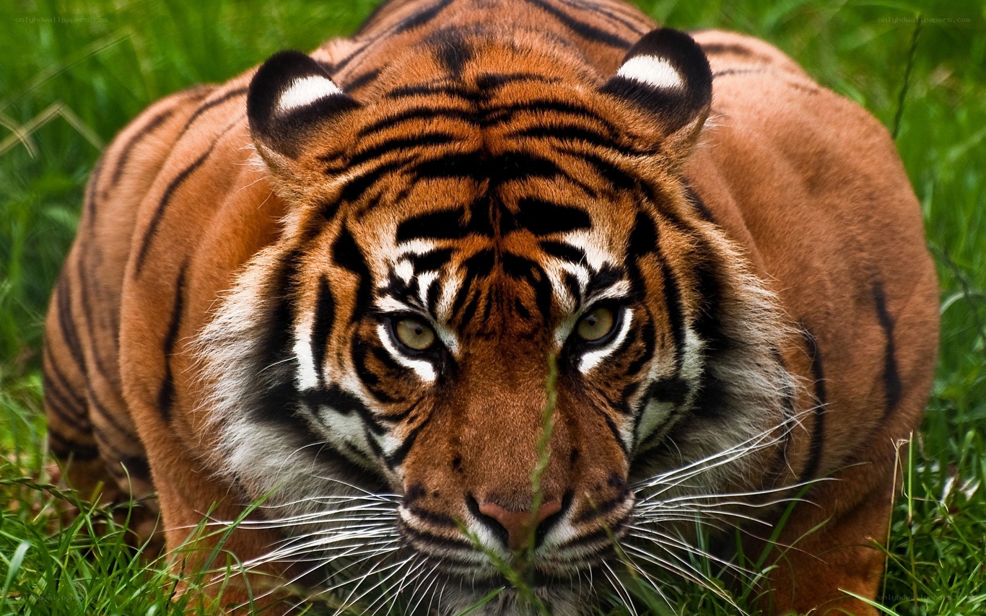 tiger in the grass