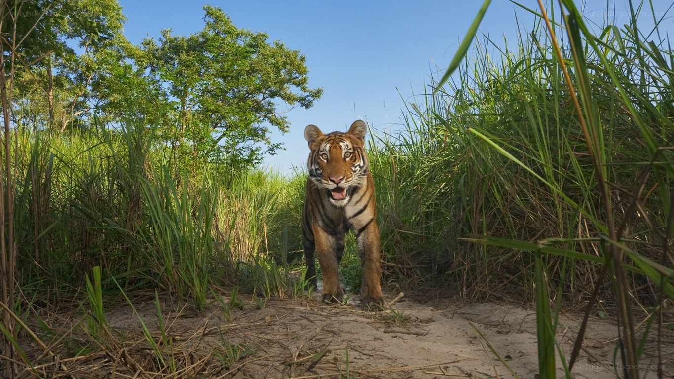 Tiger in the grass