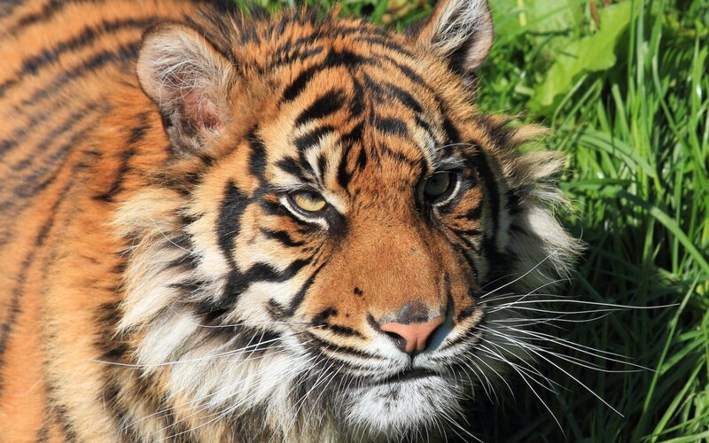 tiger in the grass