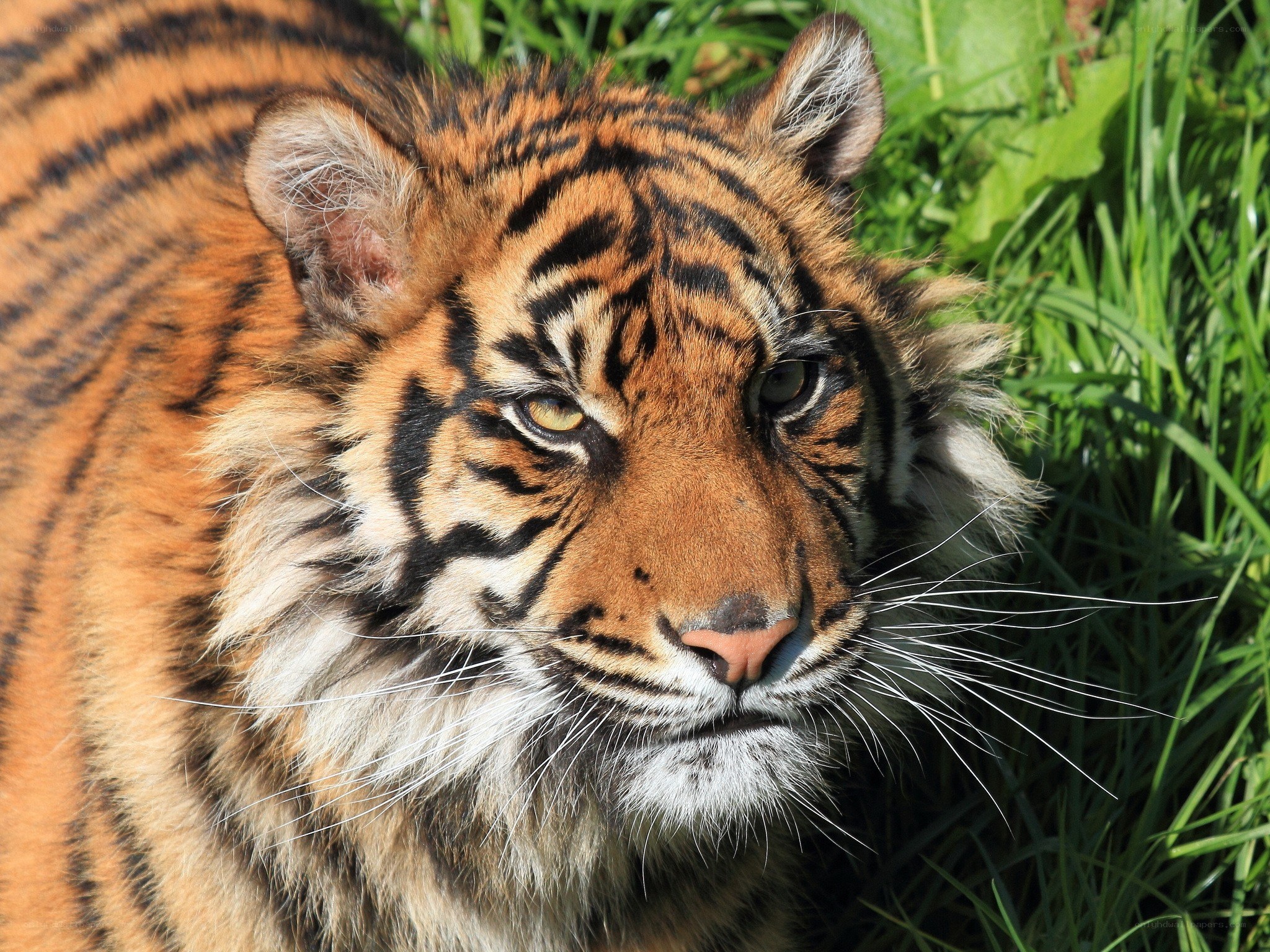 tiger in the grass