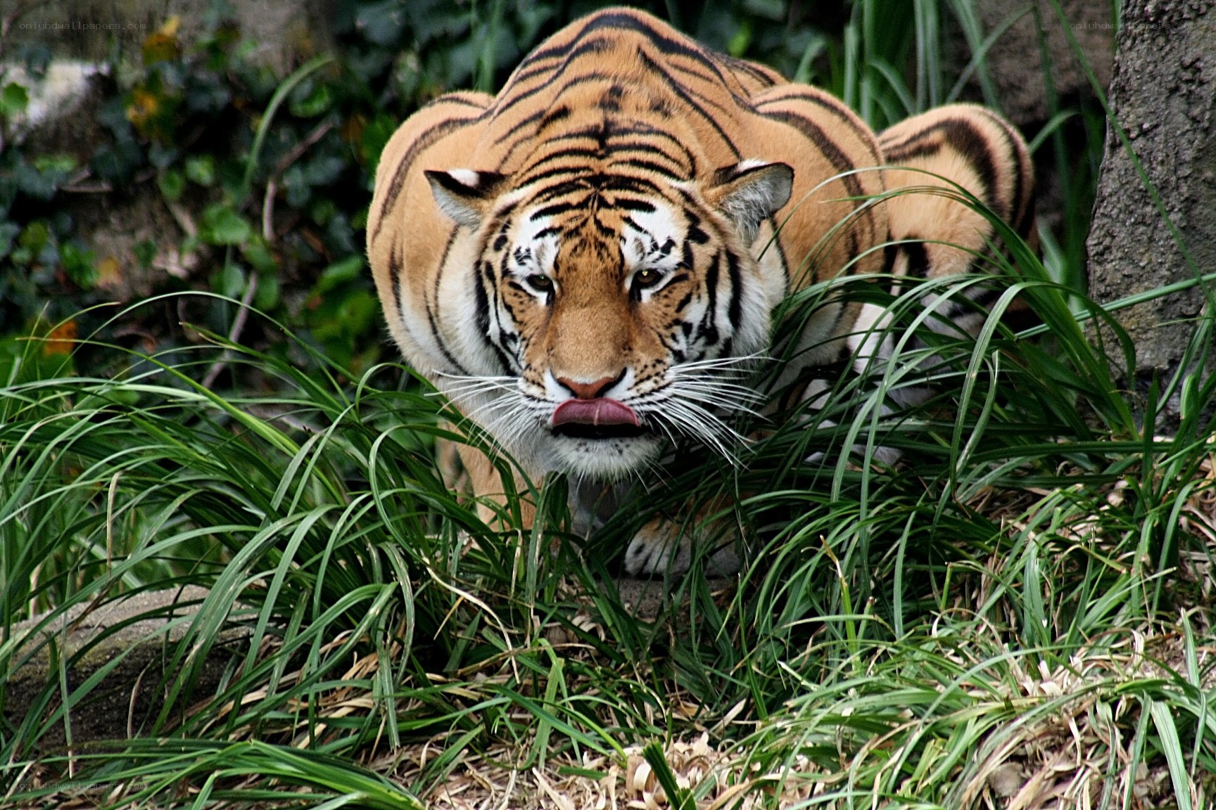 tiger in the grass