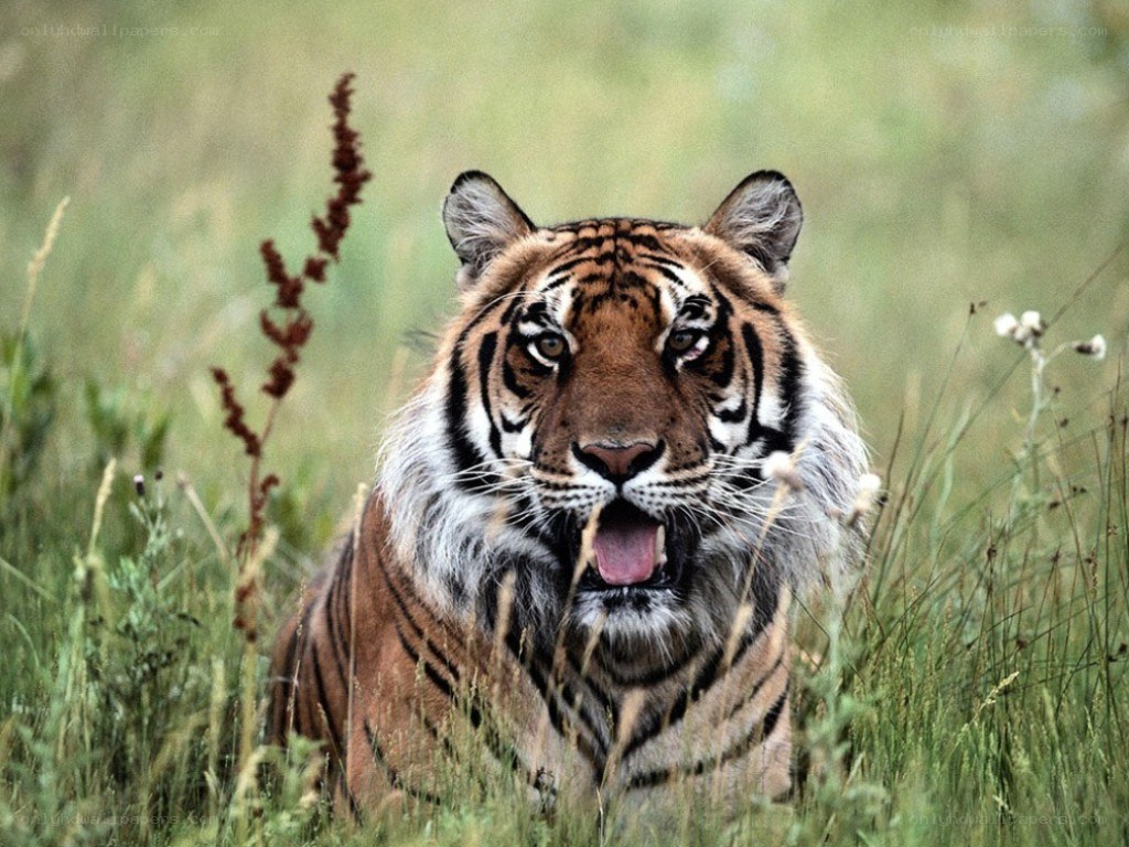 Tiger in the grass