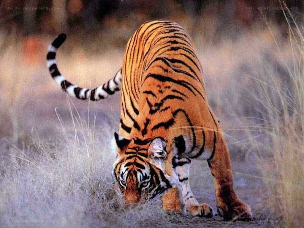 Tiger in the grass