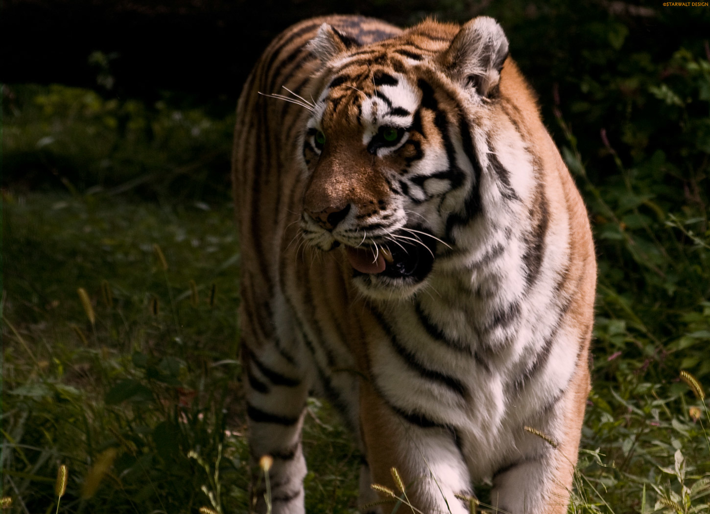 tiger in the grass