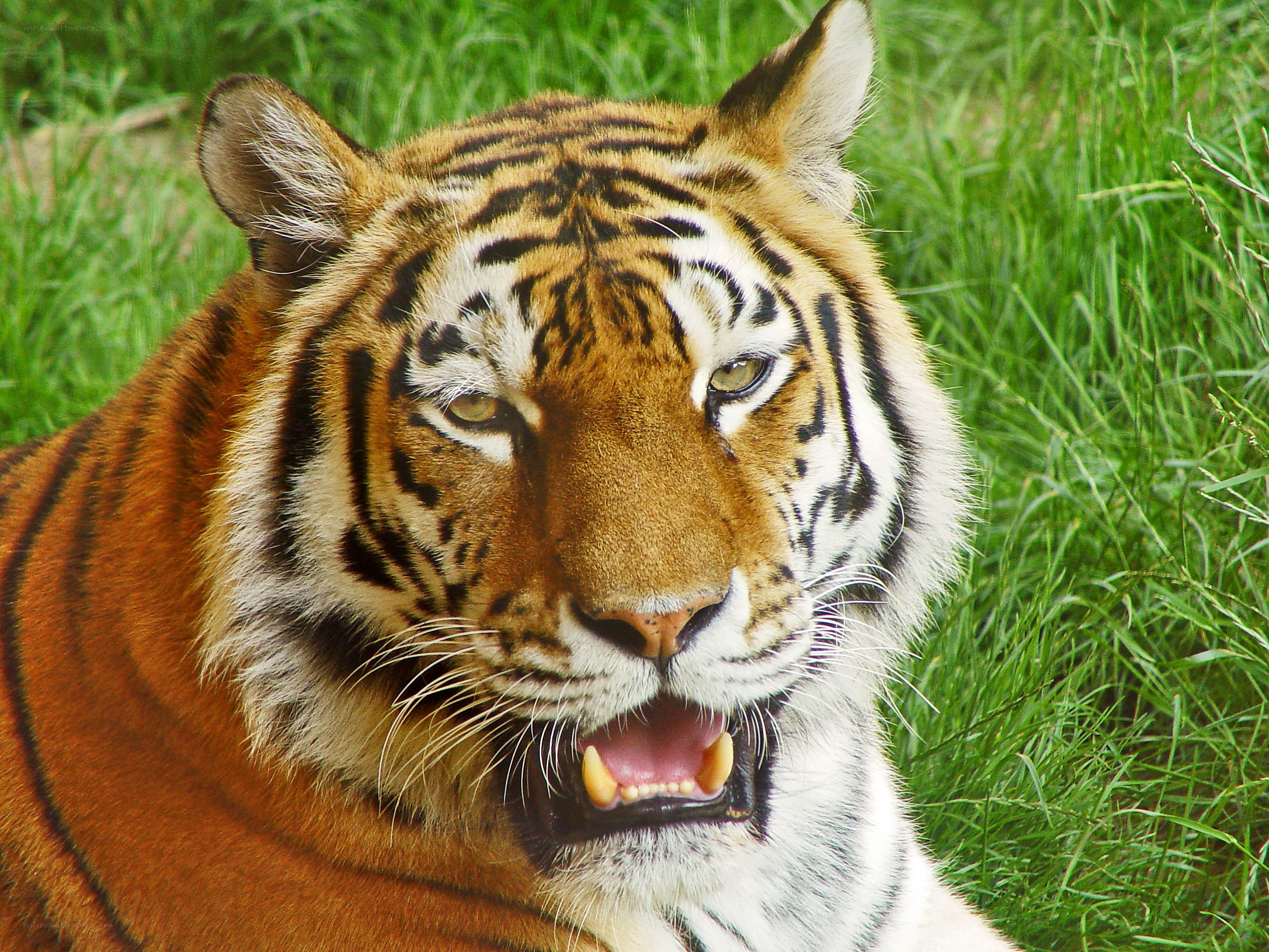 tiger in the grass