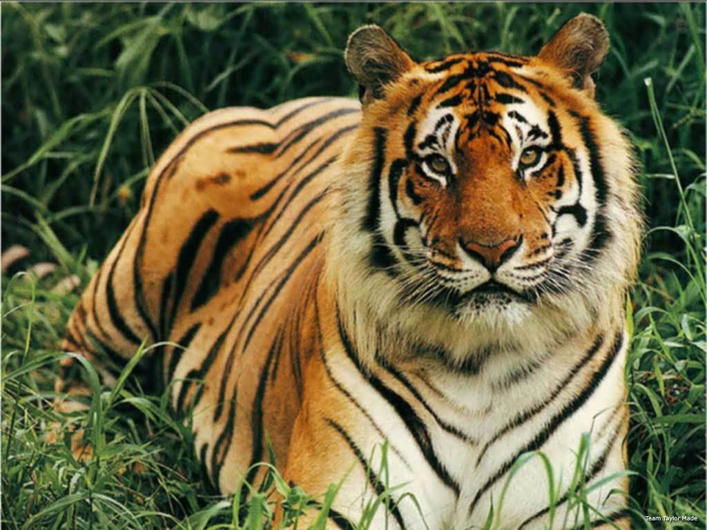 Tiger in the grass