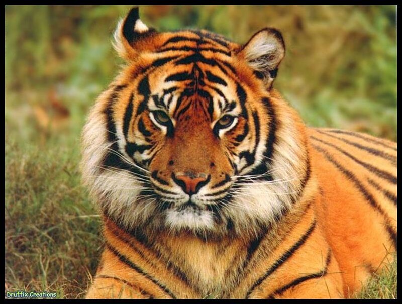 tiger in the grass