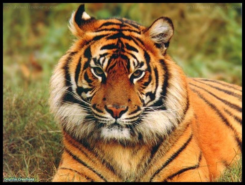 tiger in the grass