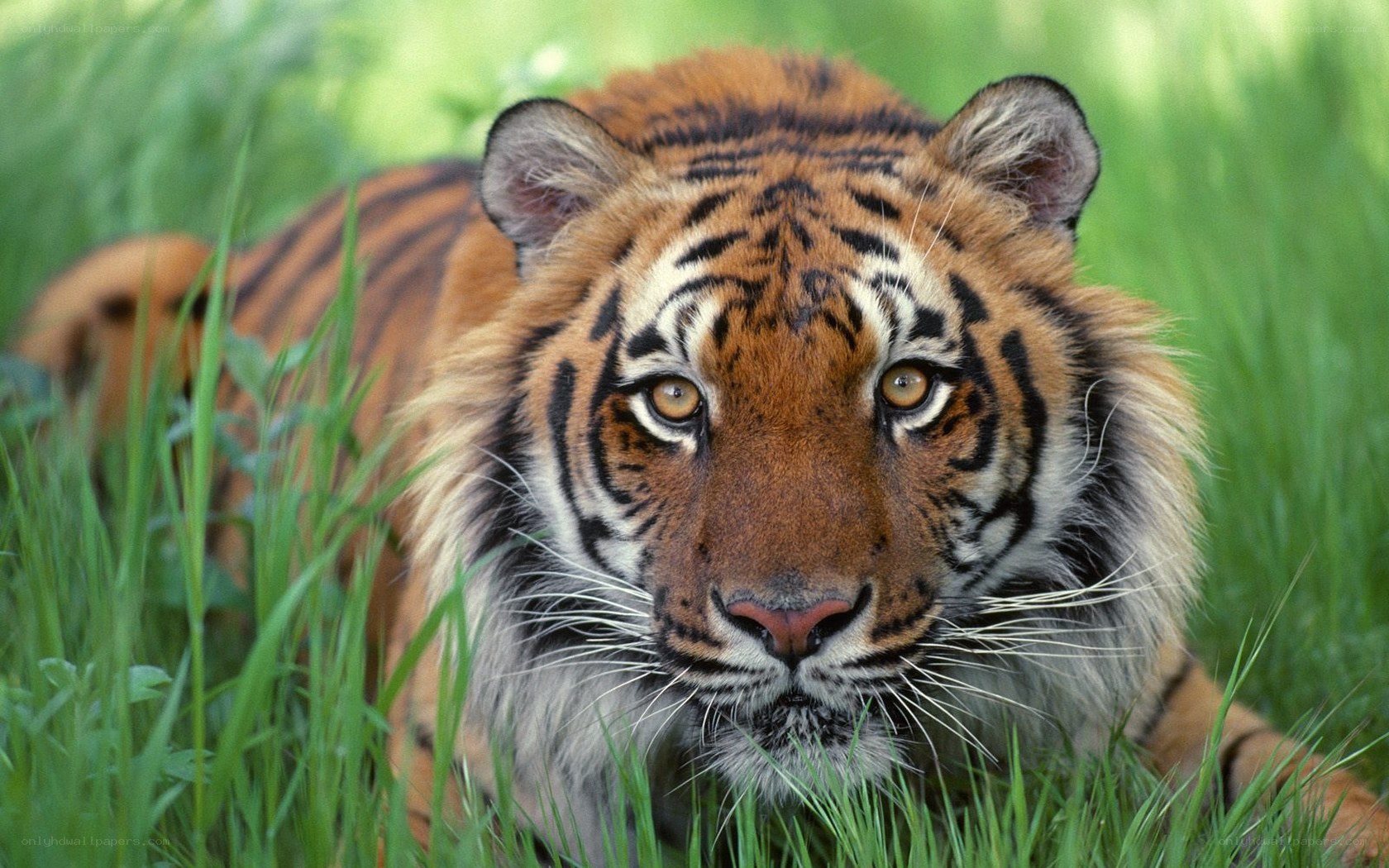 Tiger in the grass