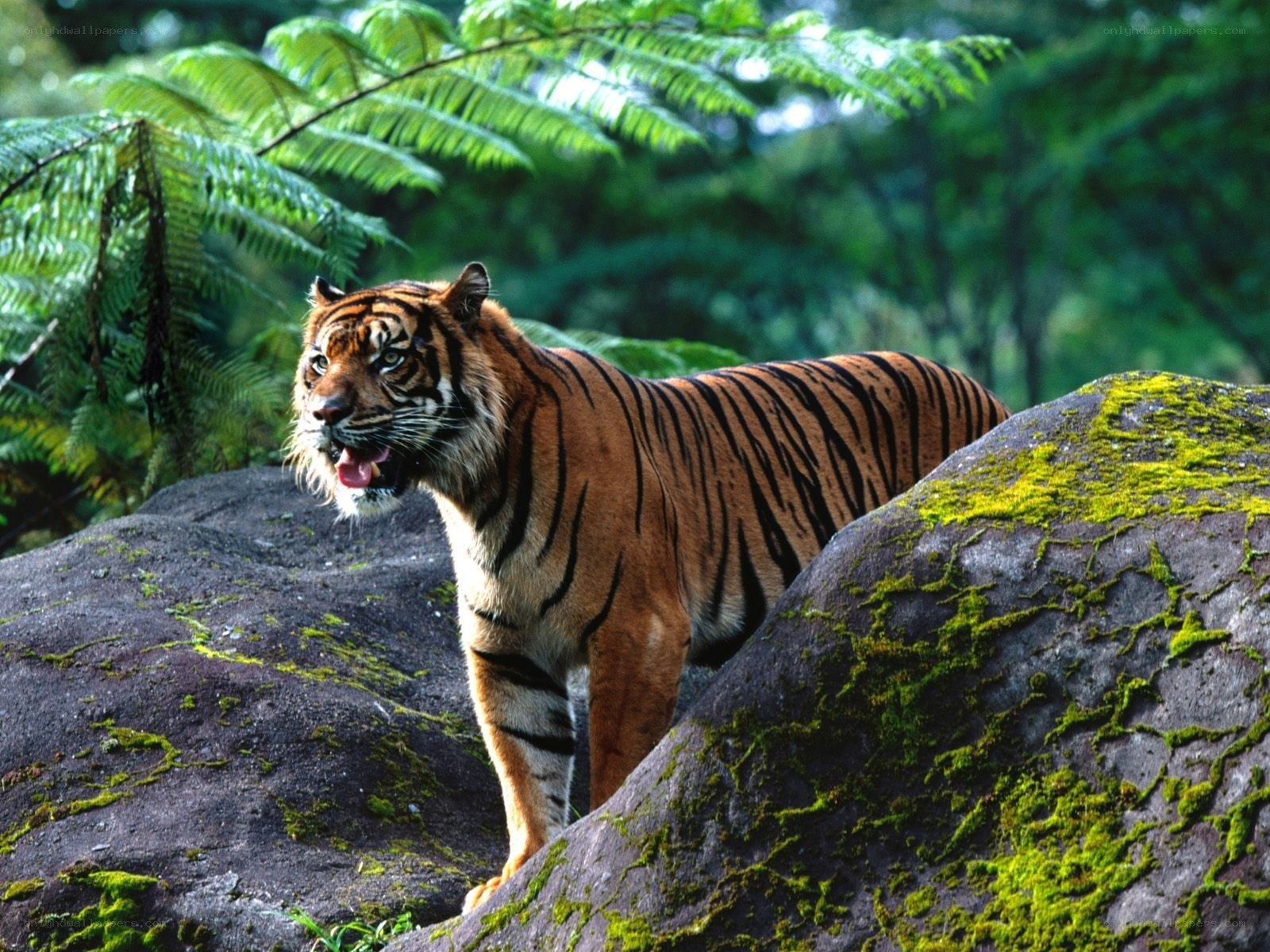 Tiger in the jungle