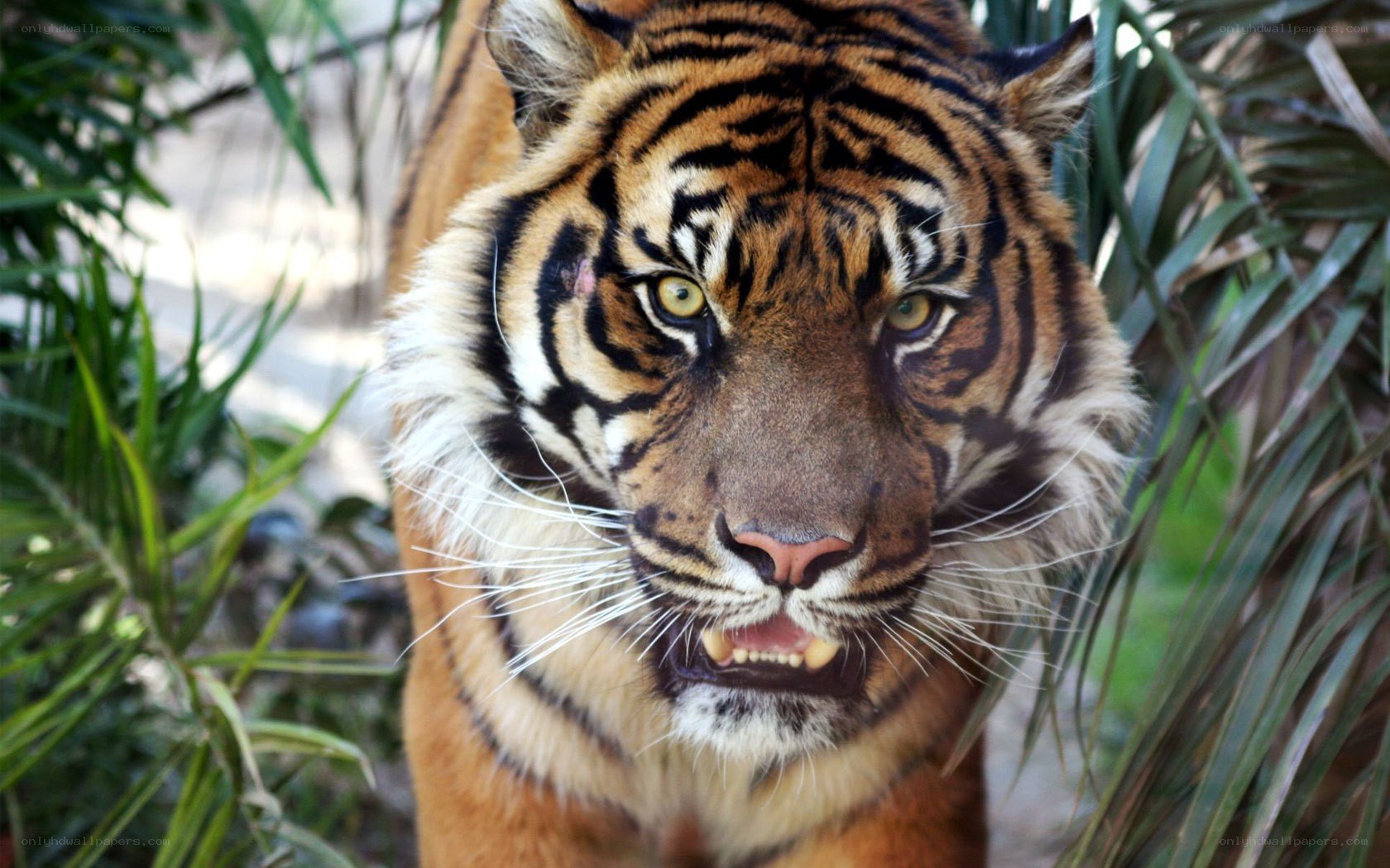 tiger in the jungle