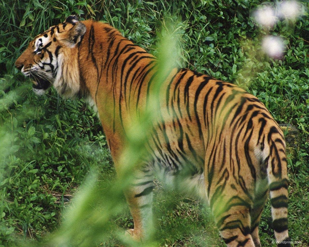 Tiger in the jungle