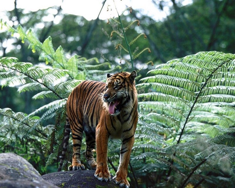 tiger in the jungle