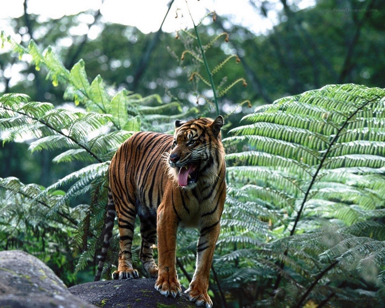 tiger in the jungle
