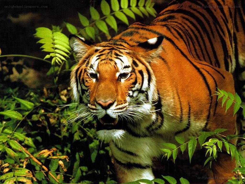Tiger in the jungle