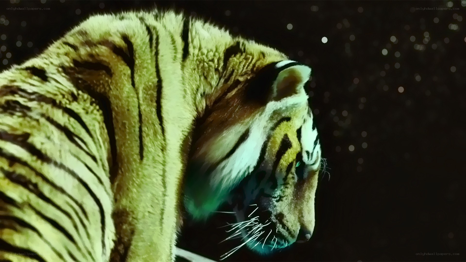 tiger in the night