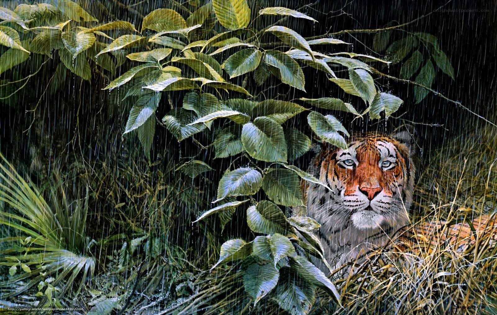 tiger in the rain