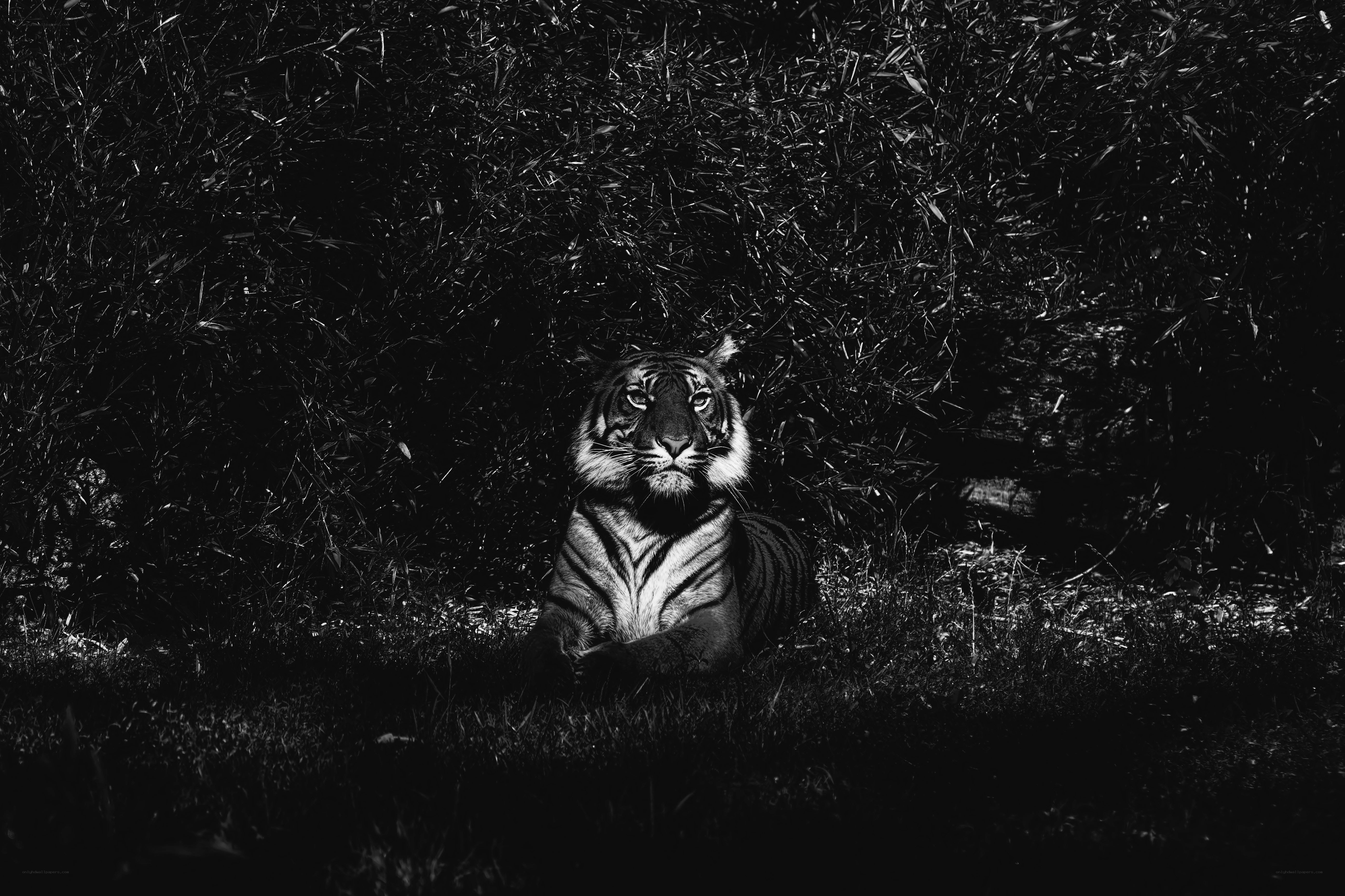 Tiger in the Shadows