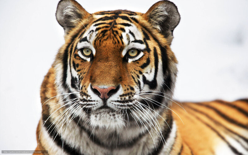 tiger in the snow