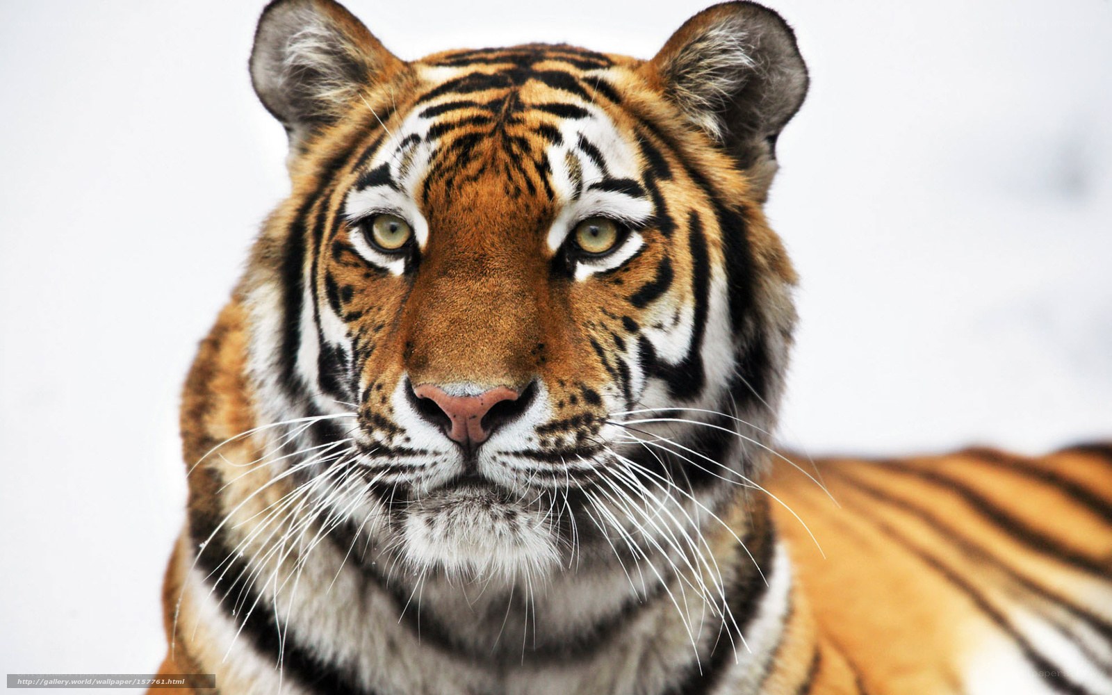 tiger in the snow
