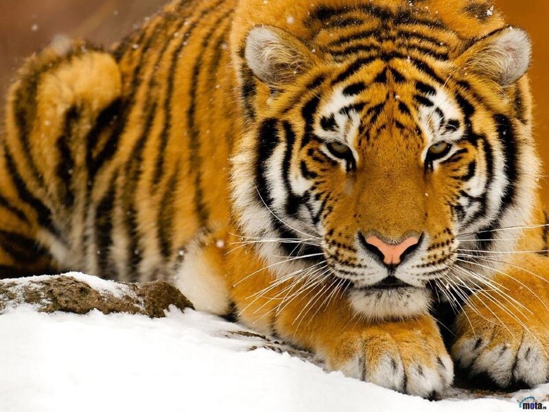 tiger in the snow