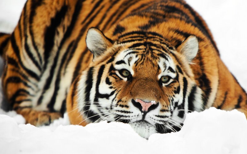 Tiger in the snow
