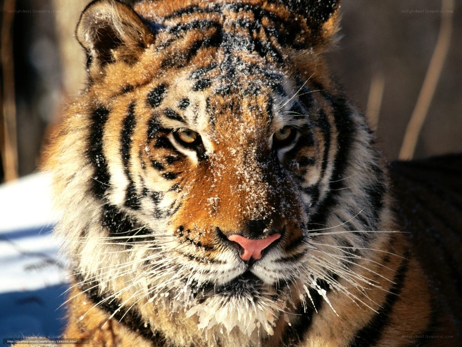 tiger in the snow